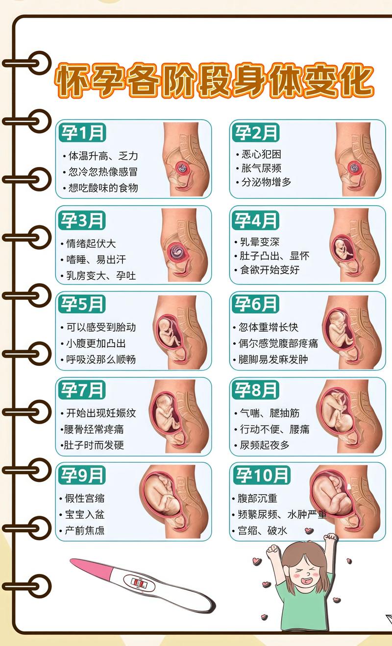揭秘供卵代孕妈妈怀孕小腹分两节，孕期变化的奥秘闵行代生机构: